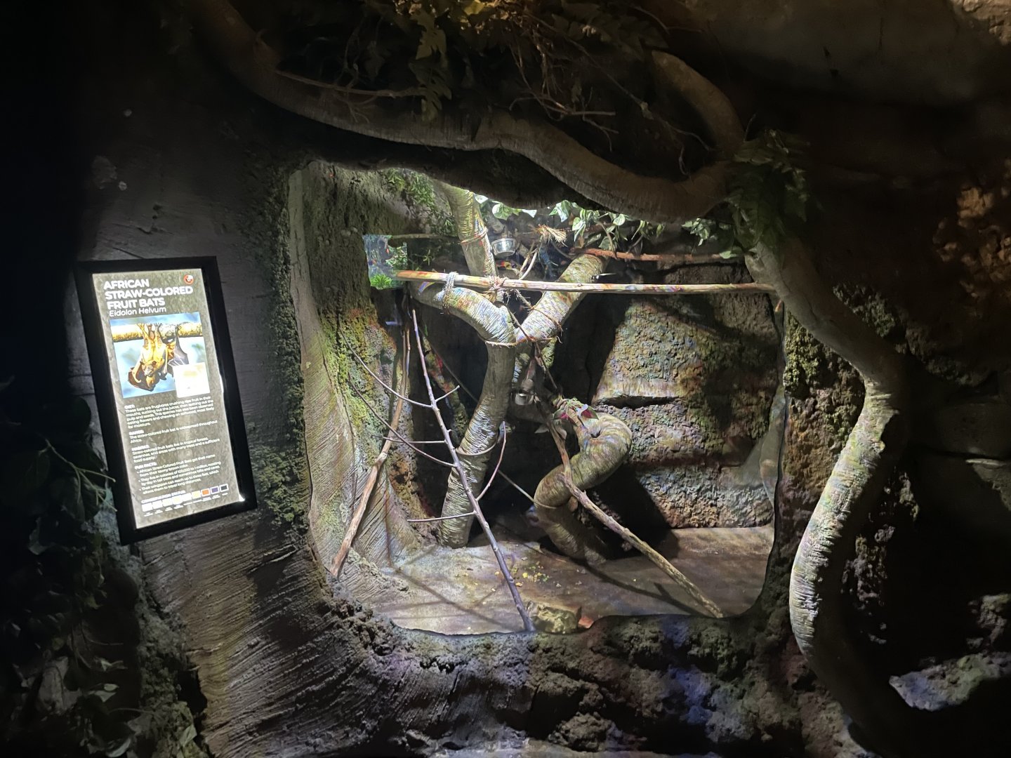 African Straw-Colored Fruit Bat Exhibit- February 2024
