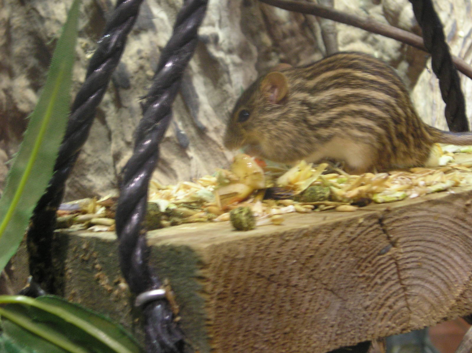 African striped mouse - Colchester 06