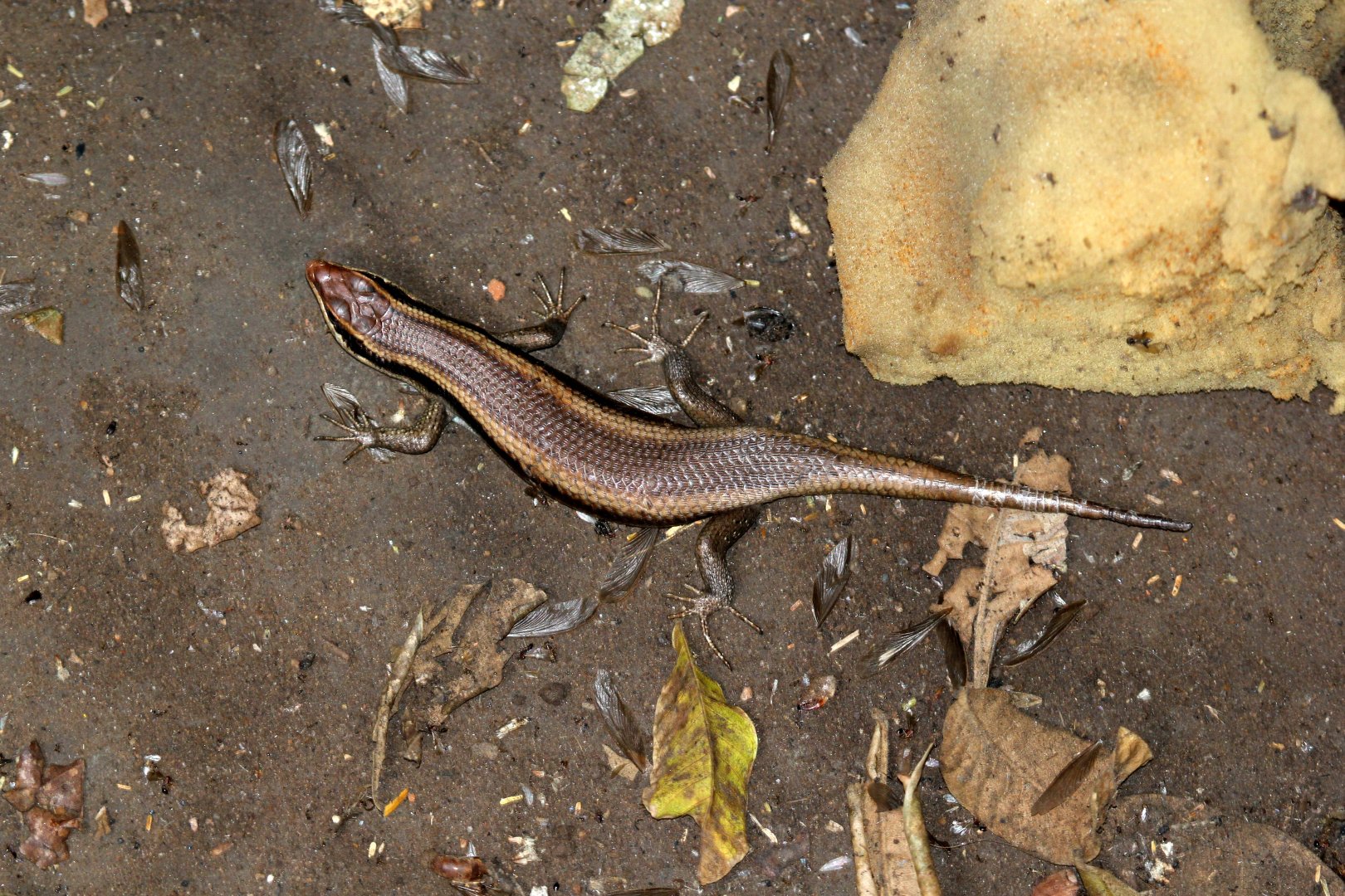 African Striped Skink (Trachylepis striata)