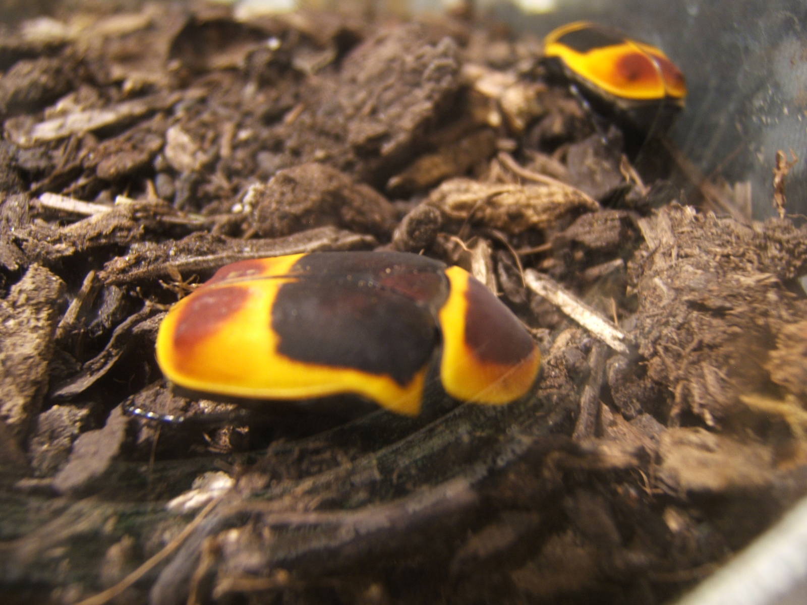 African Sun Beetle (Pachnoda marginata peregrina)