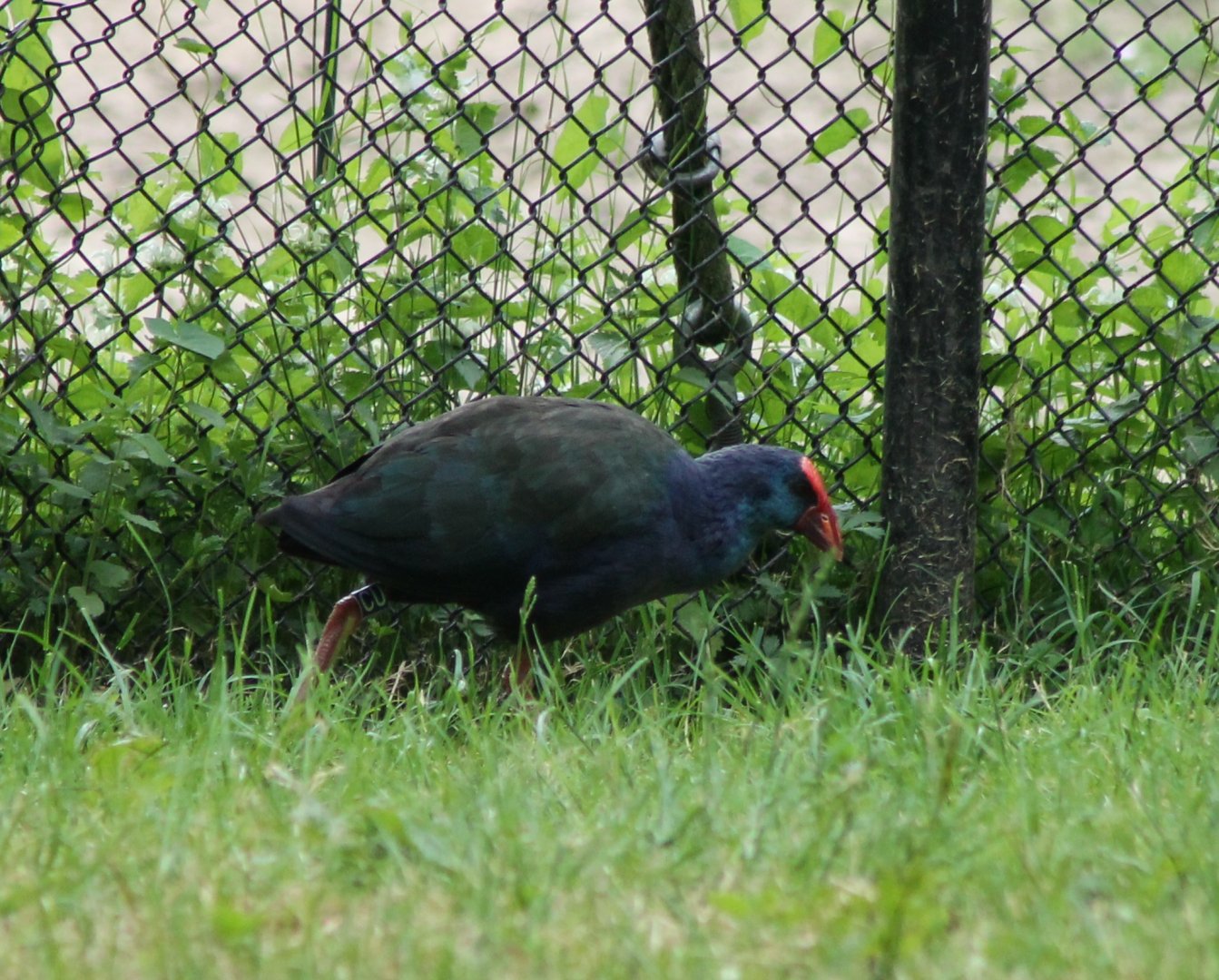 African swamphen