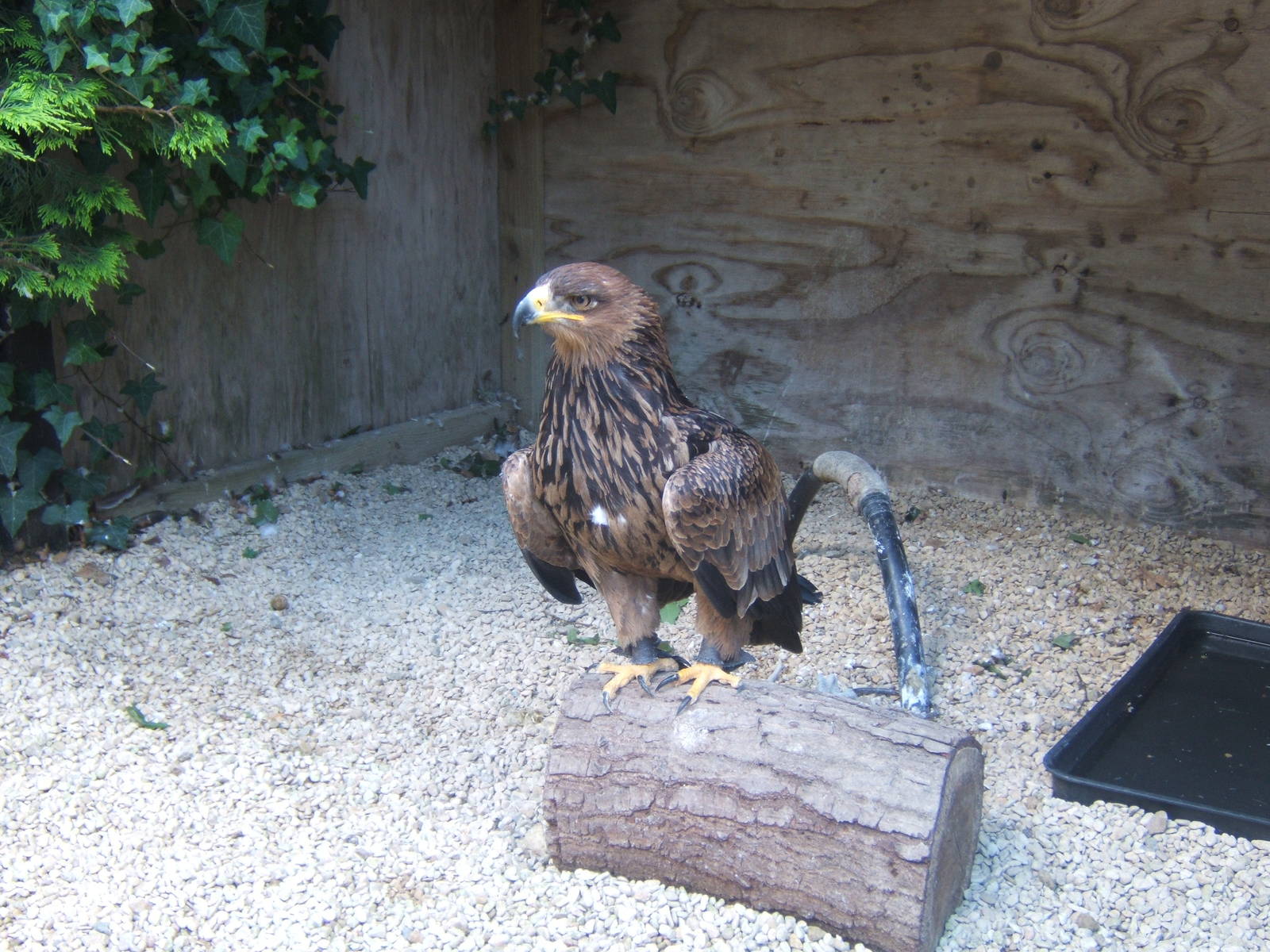 African Tawny Eagle (Aquila rapax belisarius)