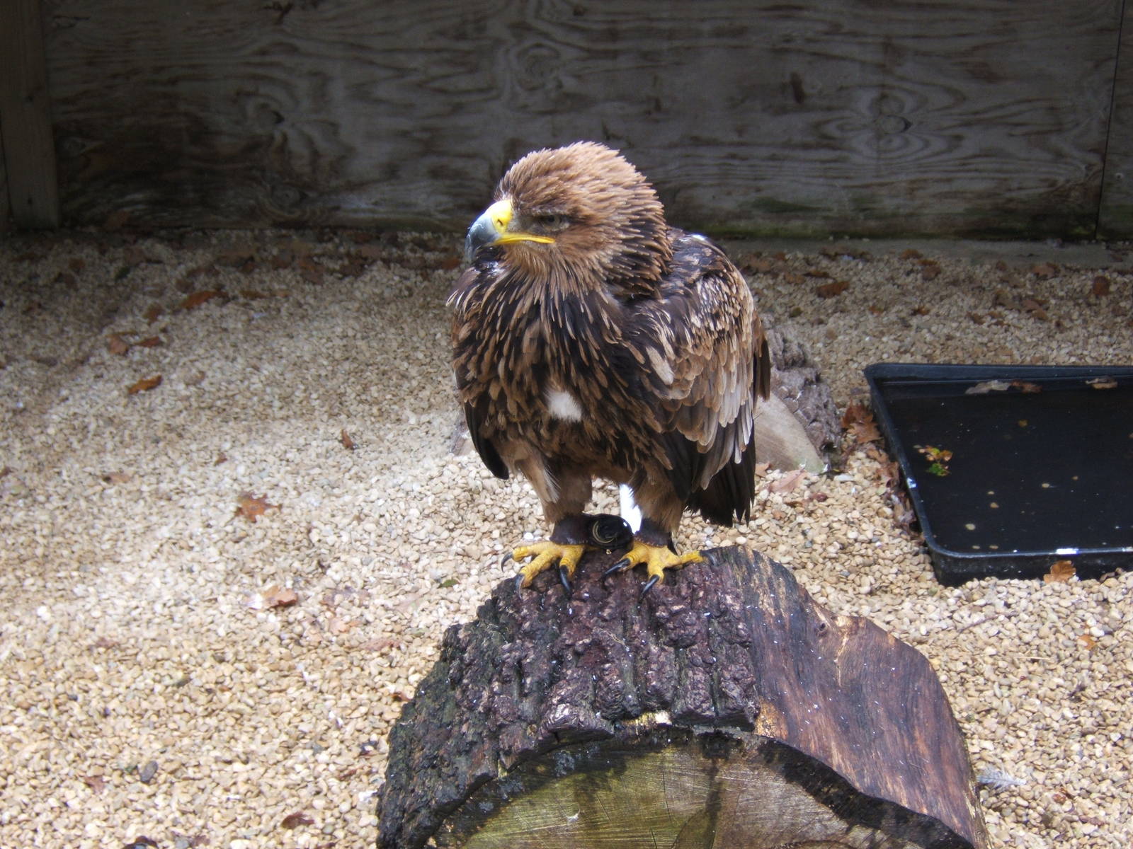 African Tawny Eagle (Aquila rapax belisarius)