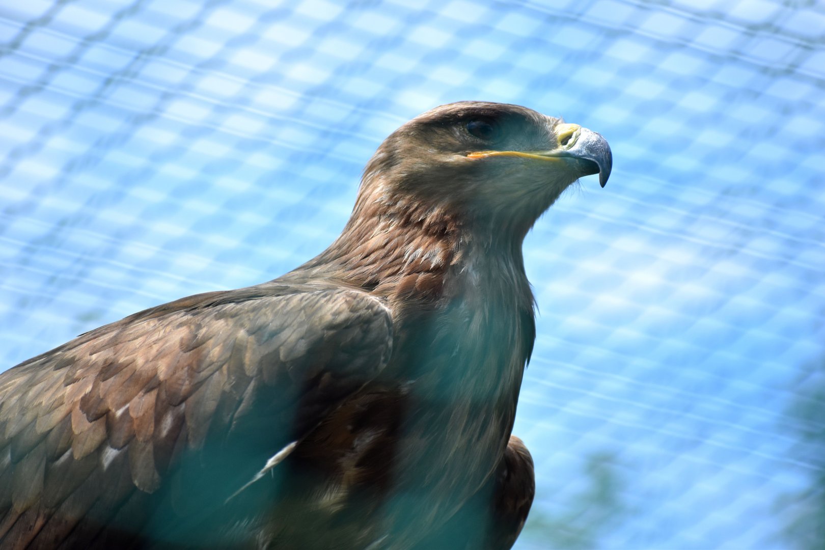 African Tawny Eagle - Aquila rapax rapax