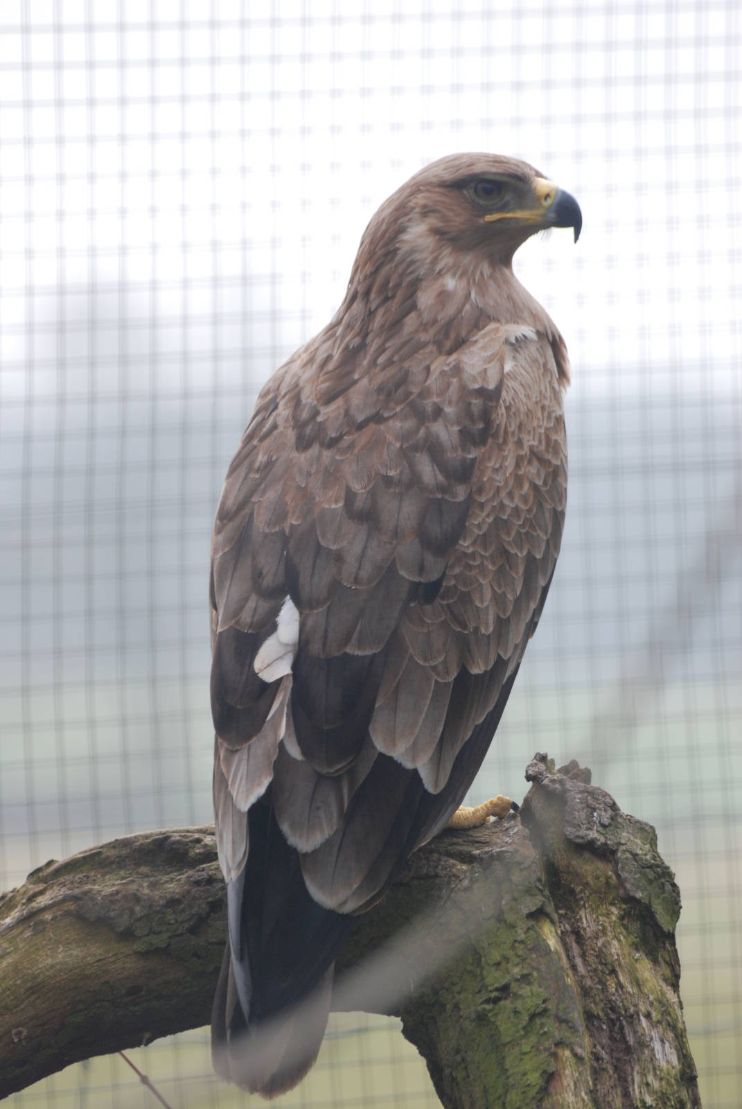 African Tawny Eagle at Cotswold Falconry 05/03/11