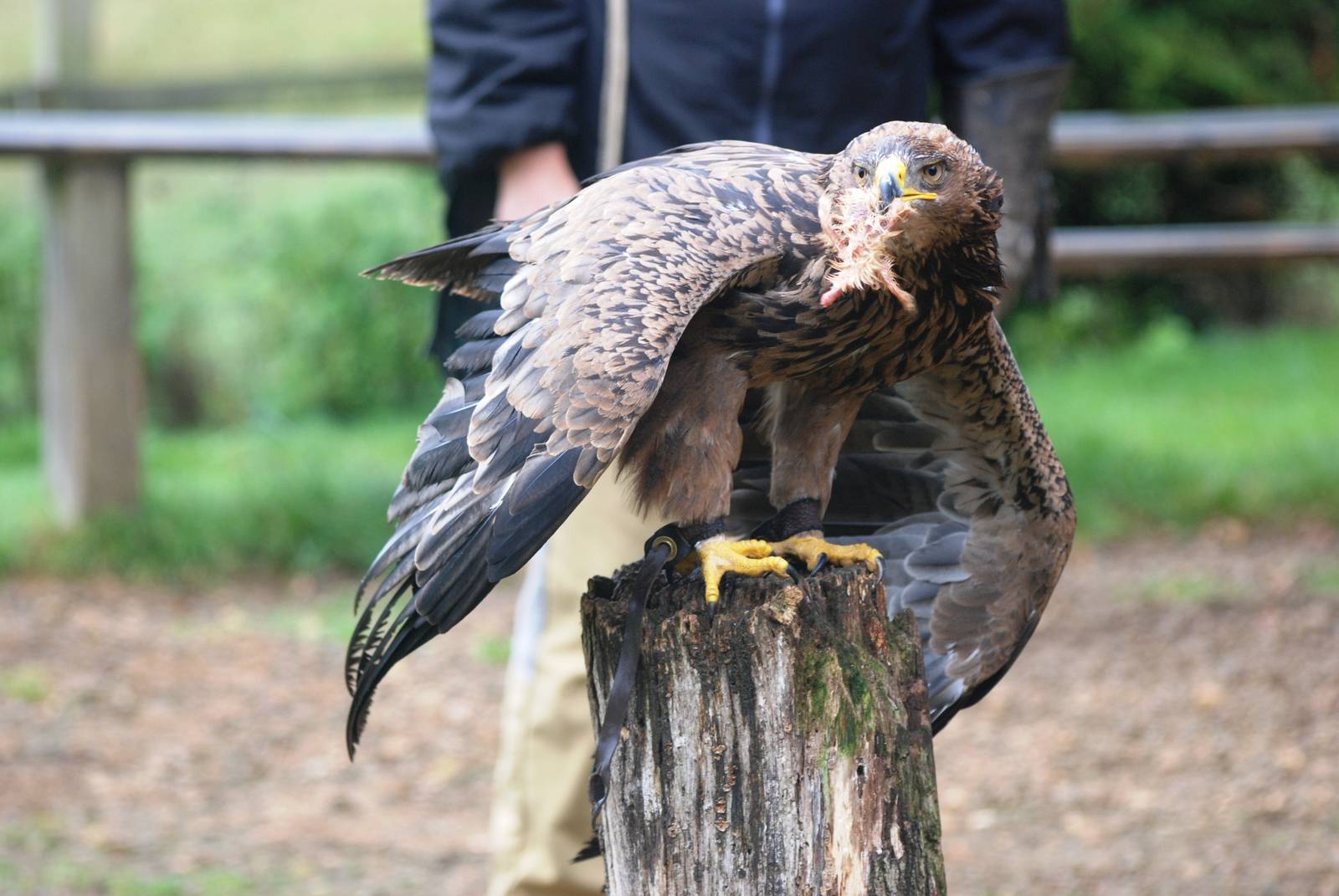 African Tawny Eagle at Cotswold Falconry Centre, 13/09/13