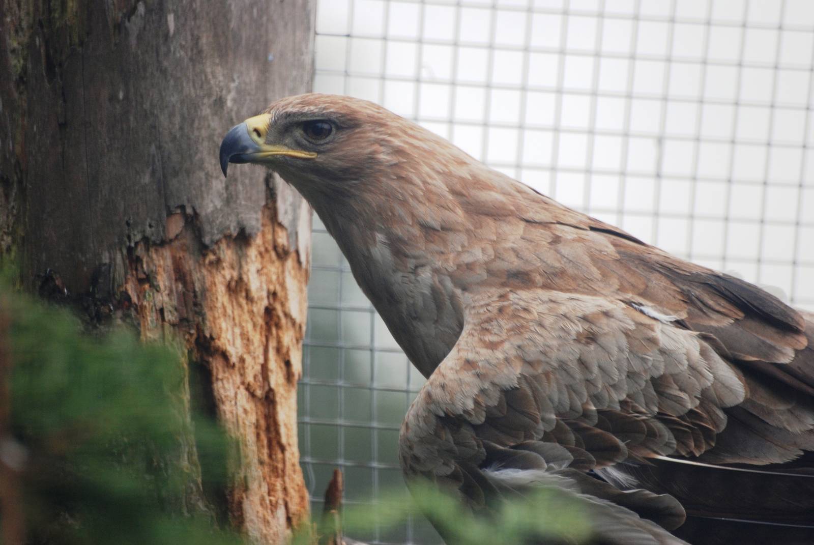 African Tawny Eagle at Cotswold Falconry Centre, 13/09/13