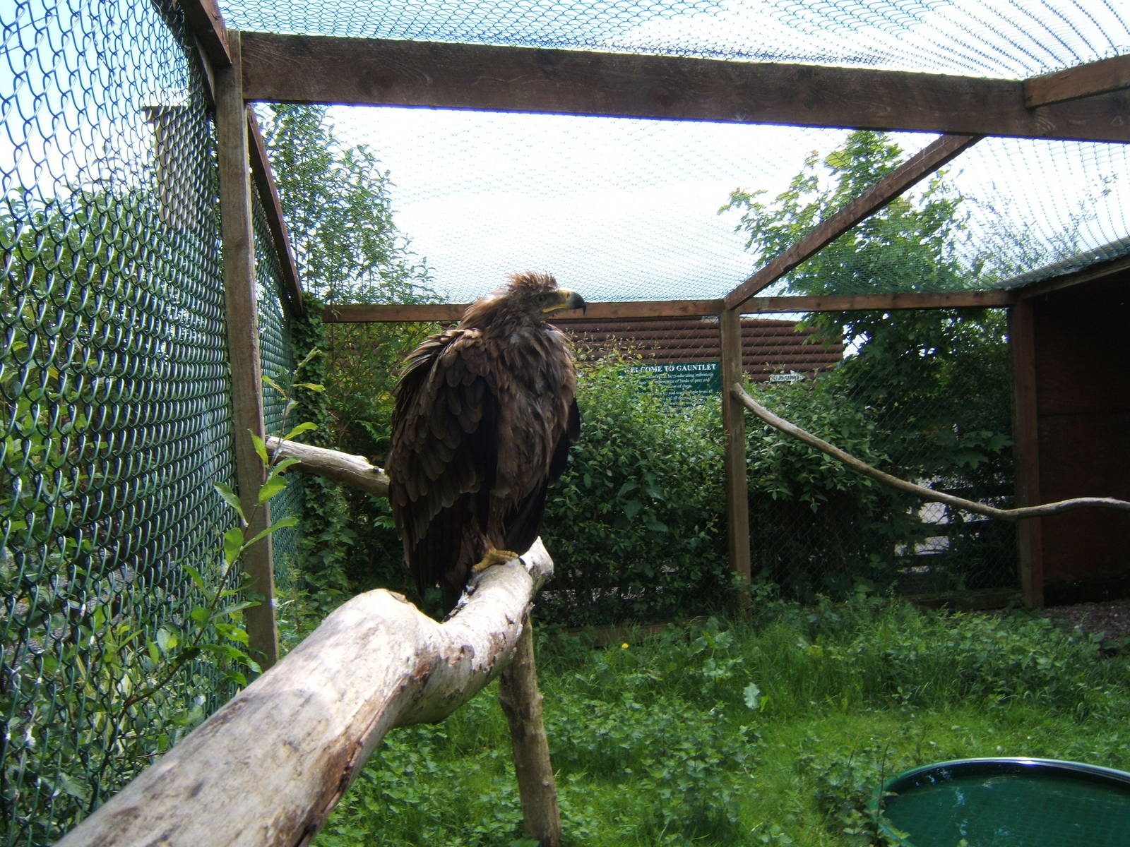 African Tawny Eagle