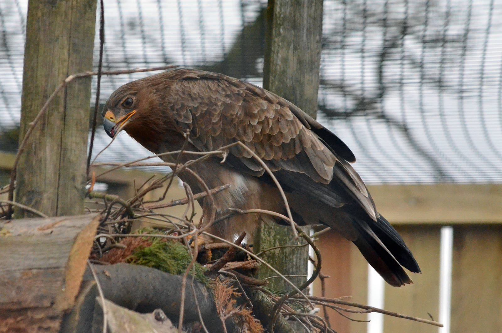 African tawny eagle