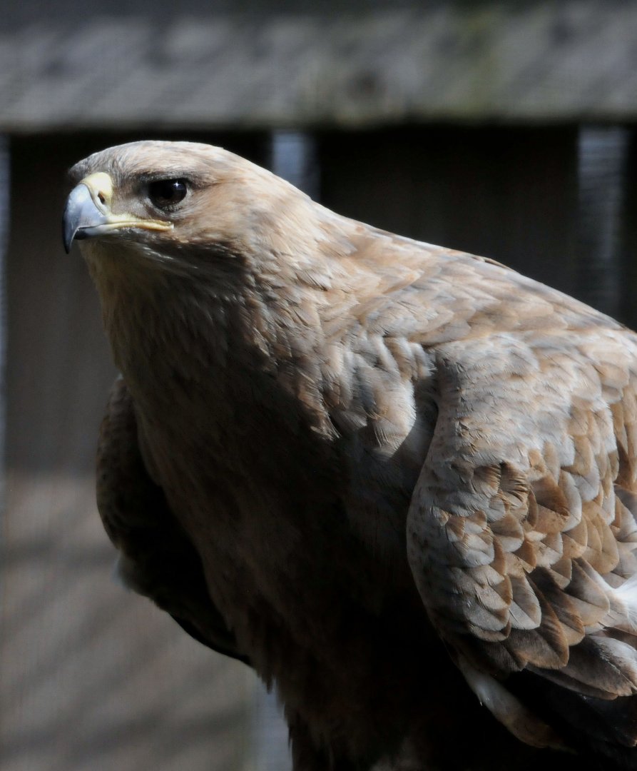African Tawny Eagle