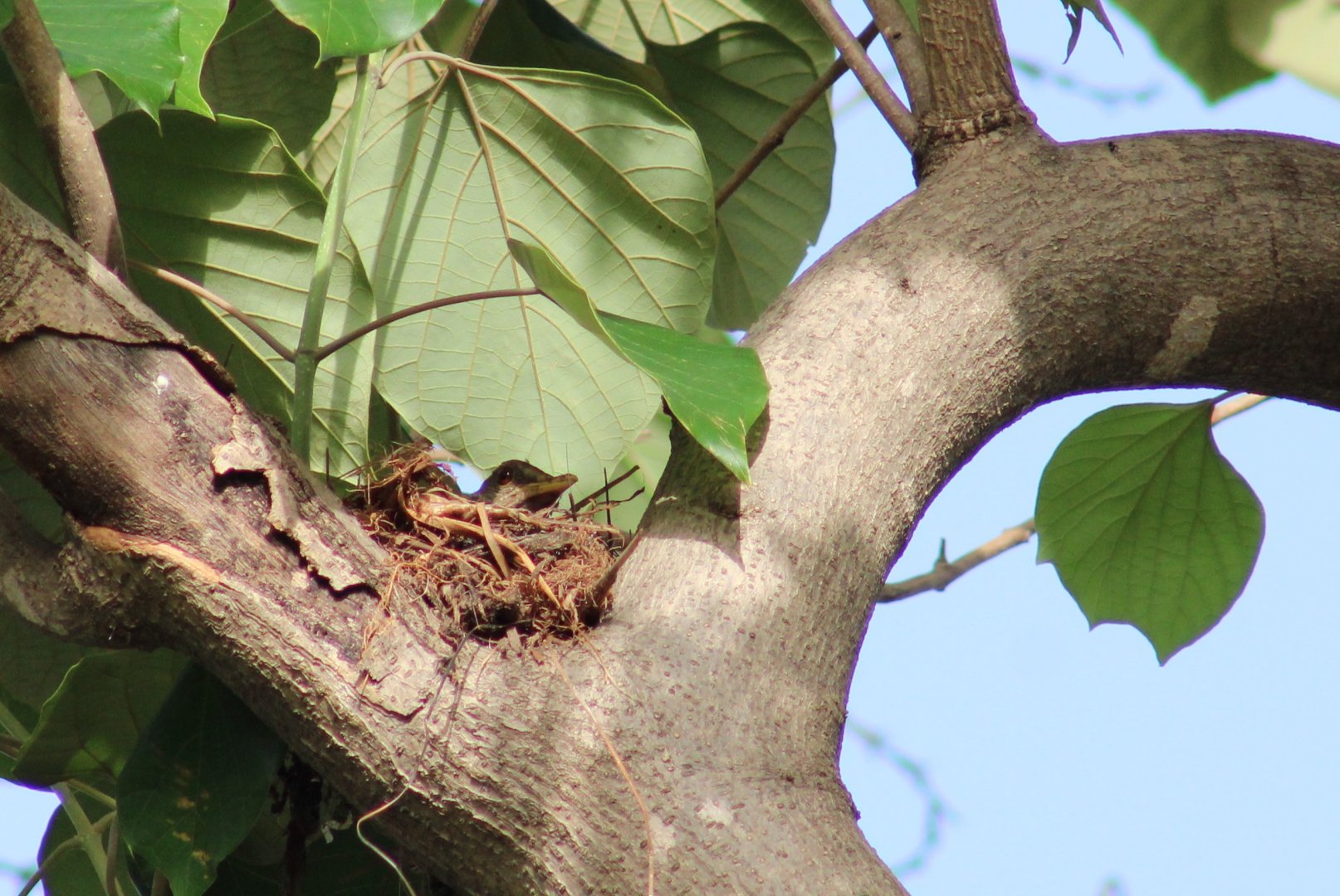 African thrush at the nest