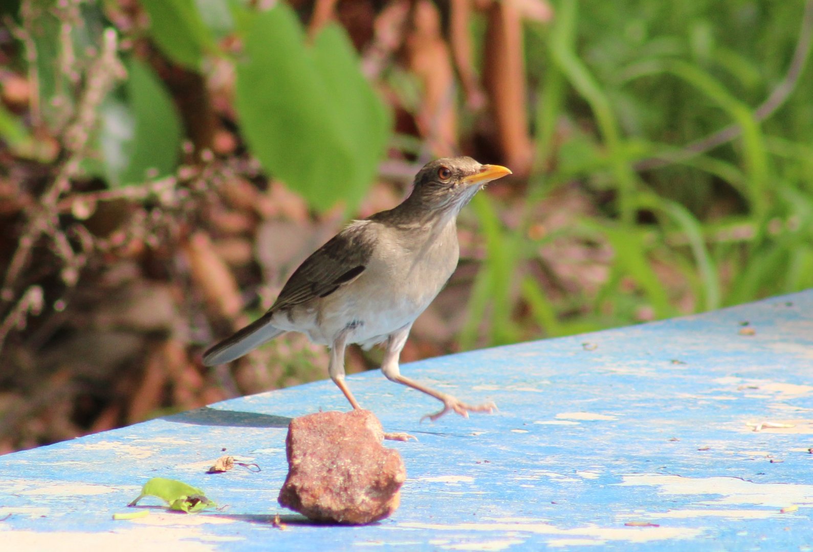 African thrush - Turdus pelios chiguancoides