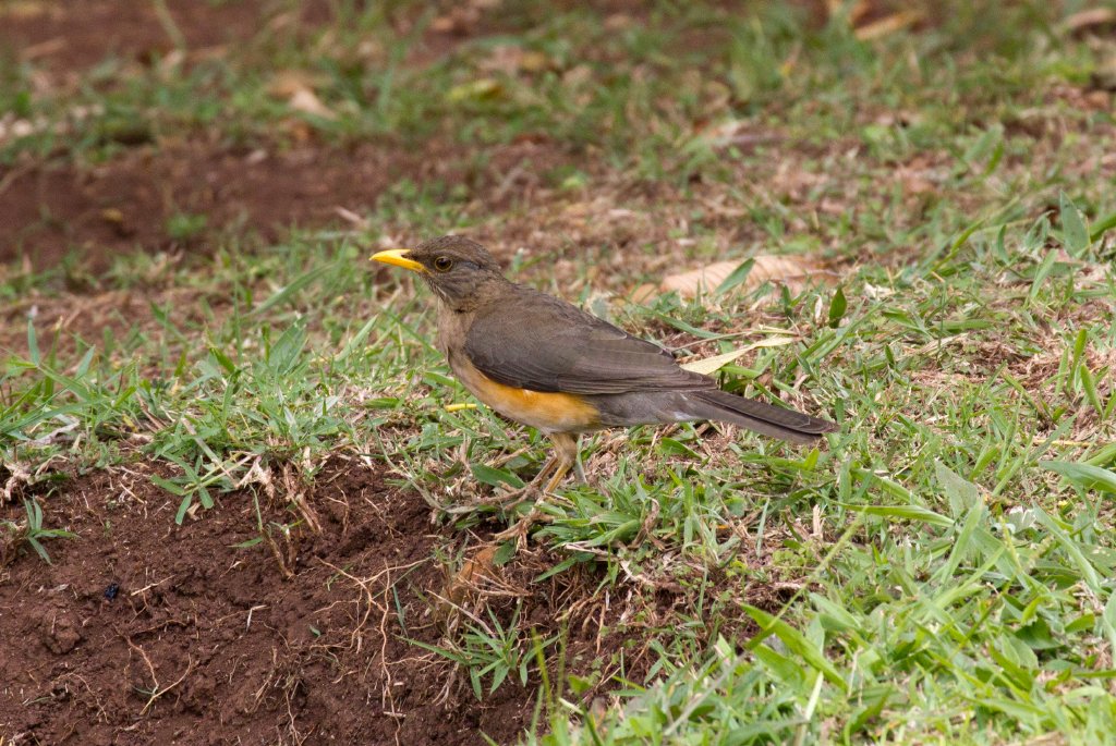 African Thrush