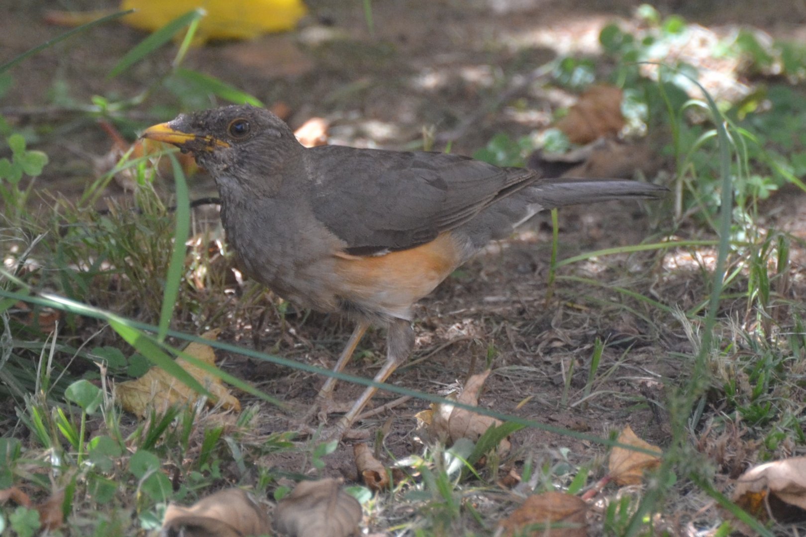 African thrush
