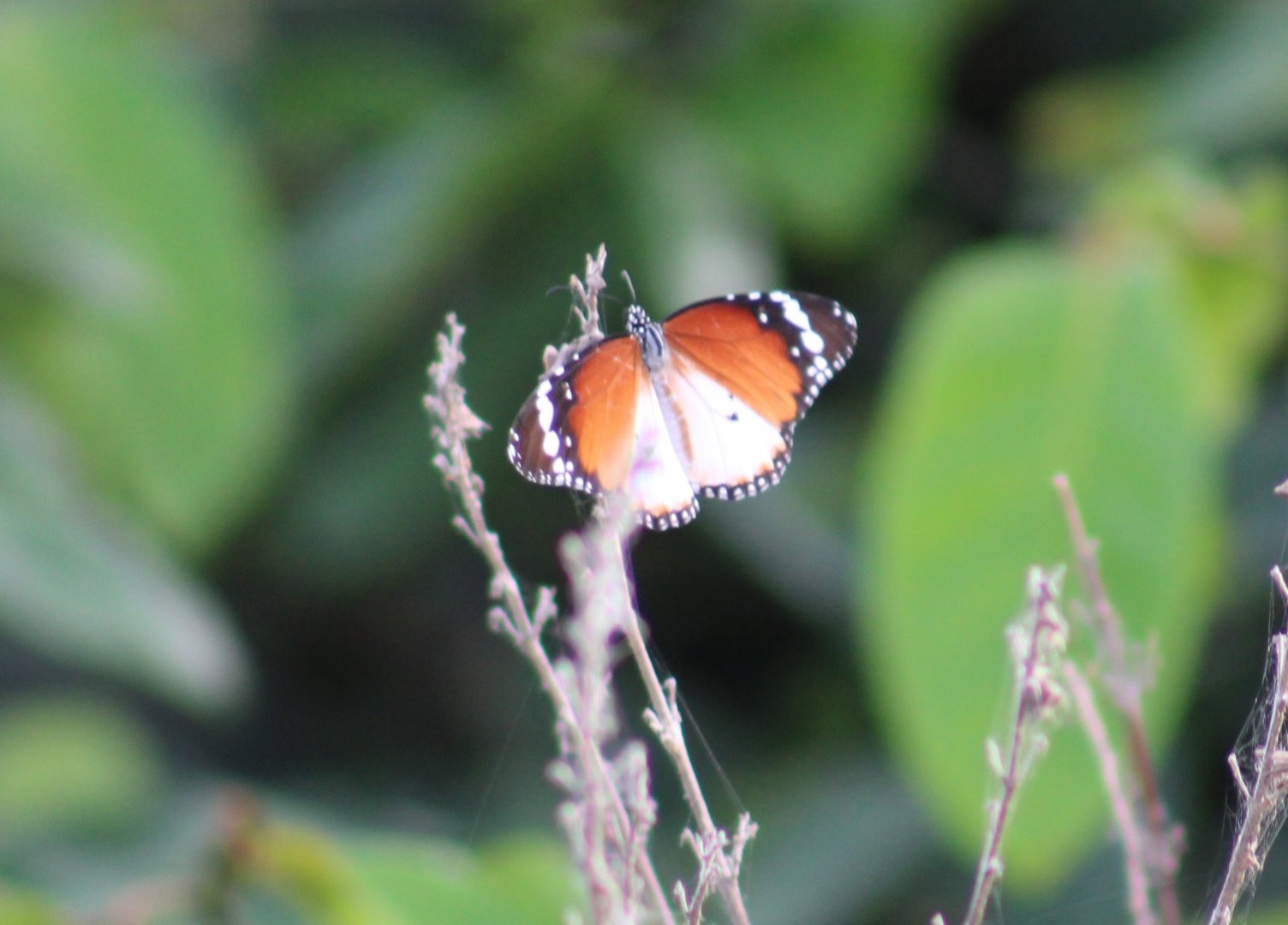 African tiger - Danaus c. chrysippus