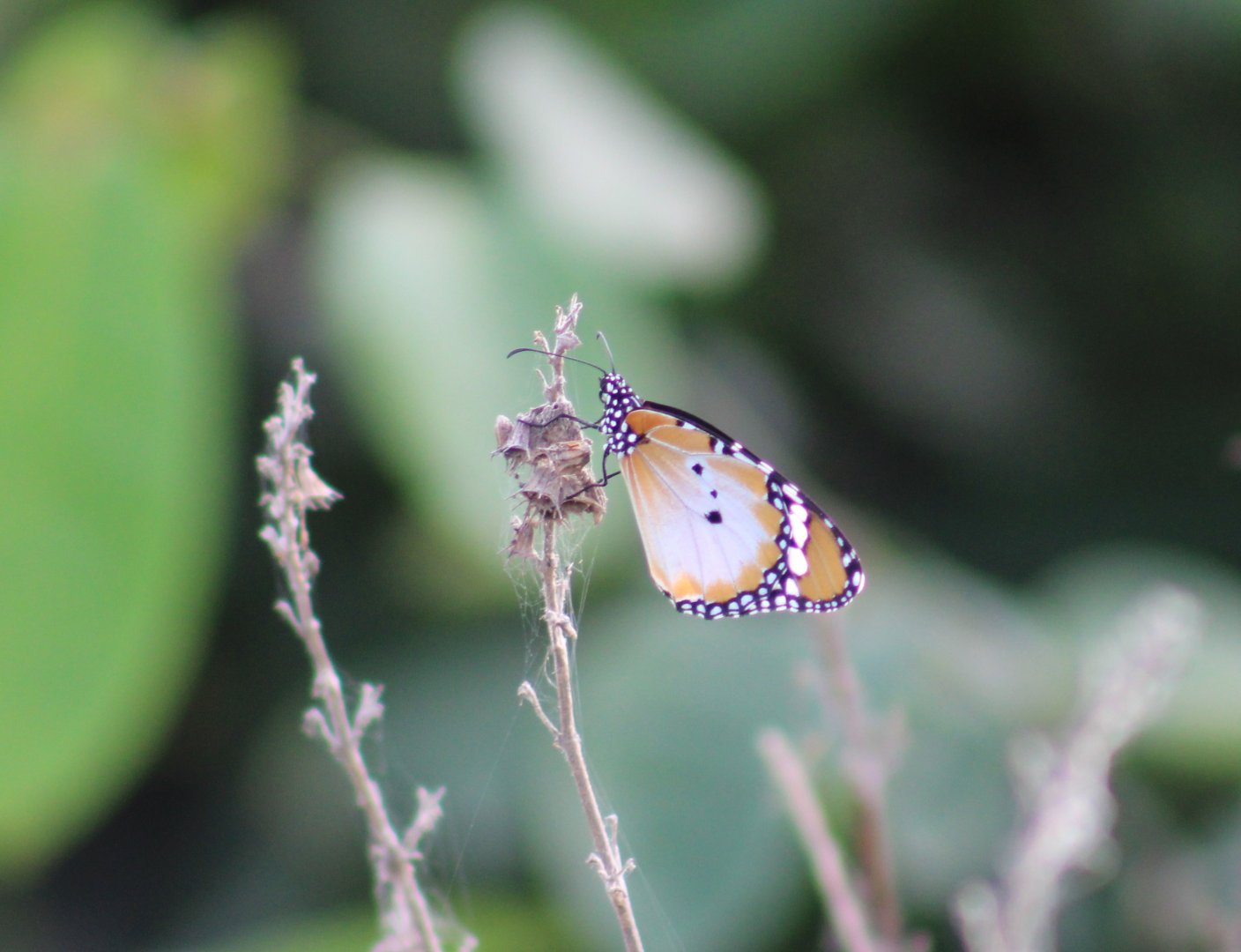 African tiger - Danaus c. chrysippus