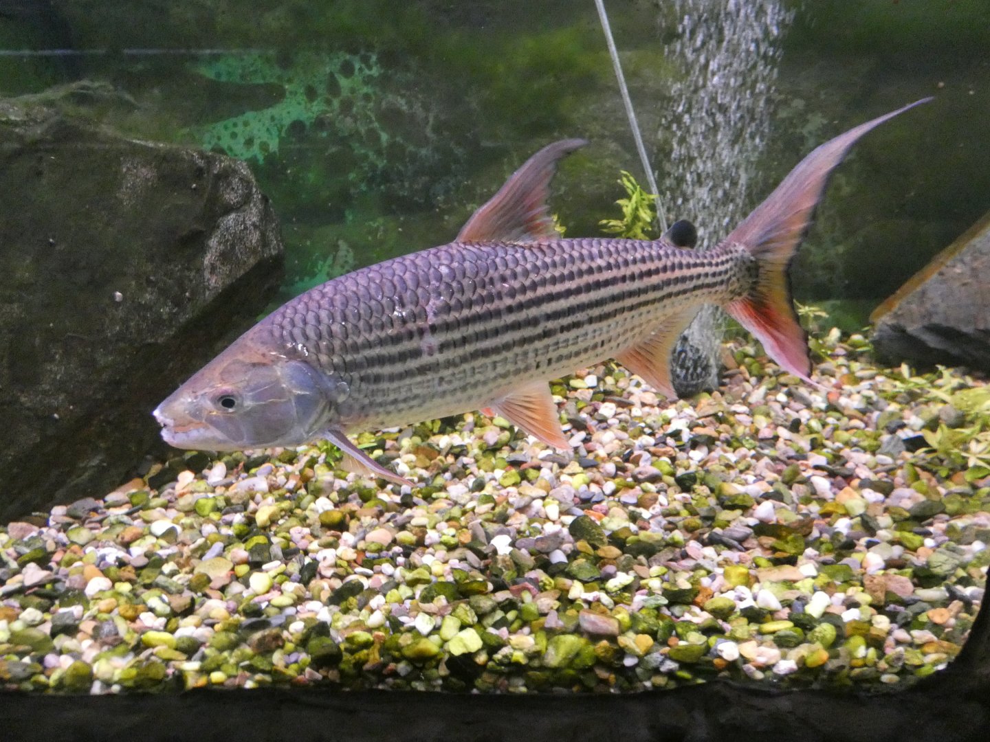 African tiger fish