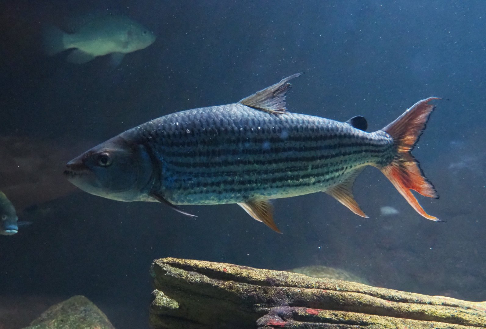 African tigerfish (Hydrocynus vittatus), 2019-04-20