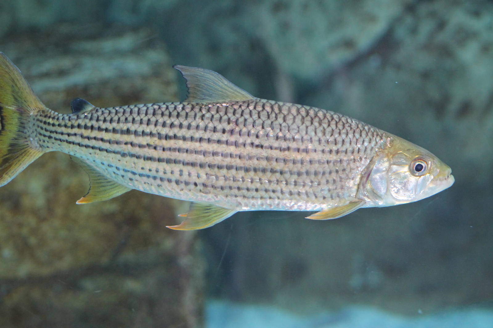 African tigerfish (Hydrocynus vittatus)