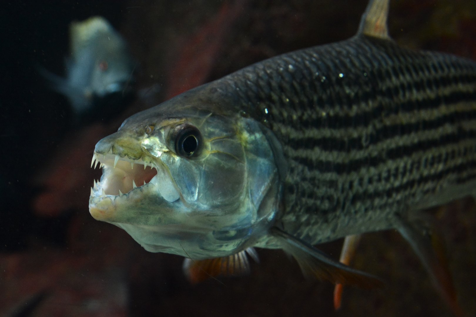 African tigerfish (Hydrocynus vittatus)