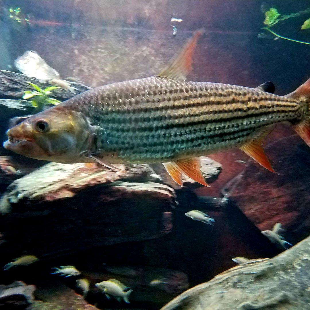African Tigerfish (Hydrocynus vittatus)