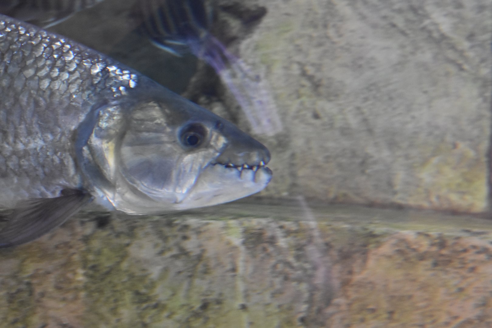 African Tigerfish ~ Singapore River Wonders