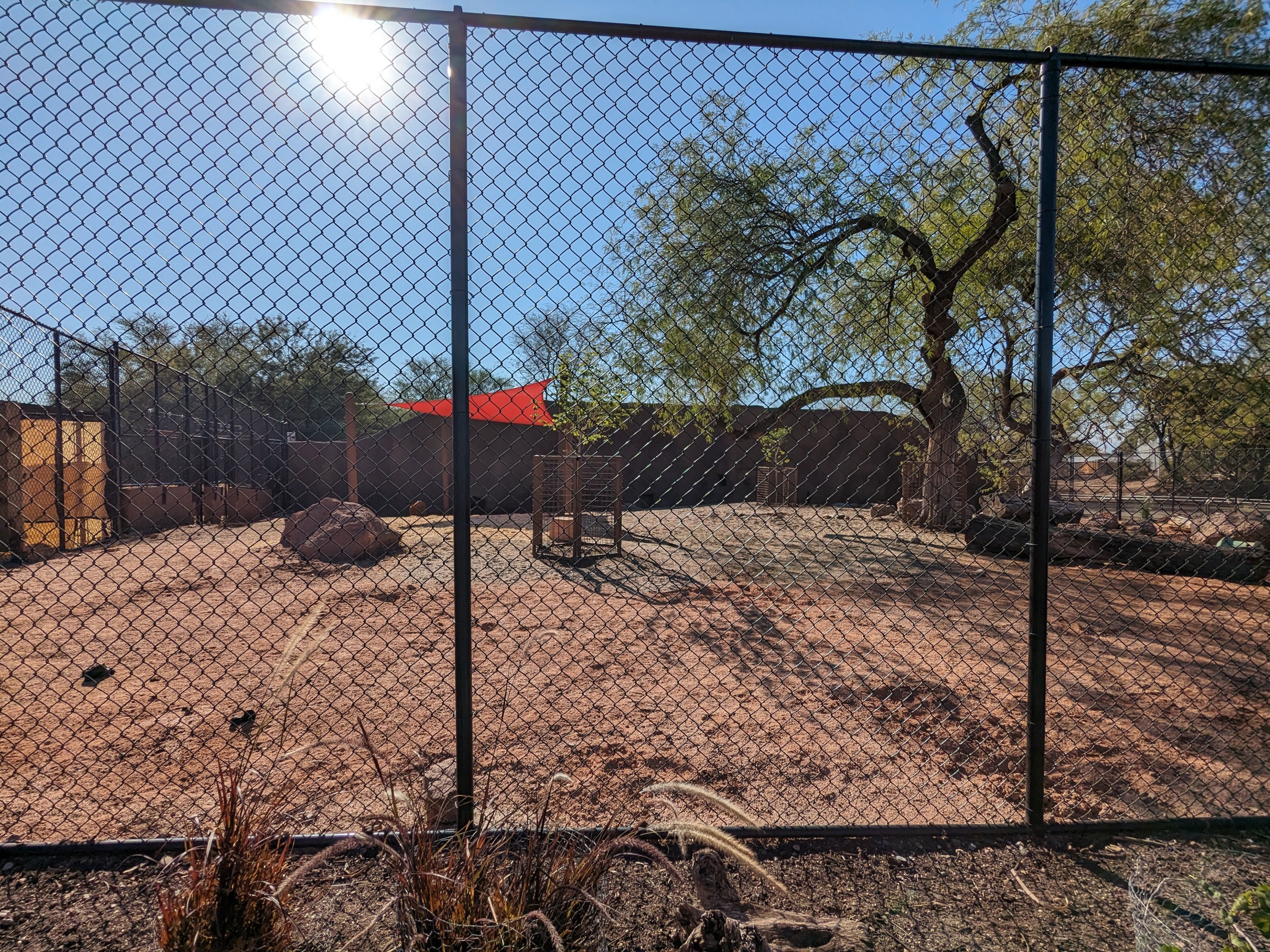 African Trail Predator Passage - African Lion enclosure