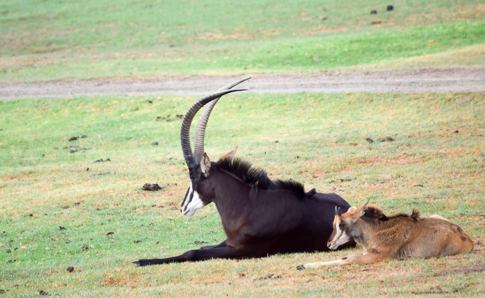African Tram Animals