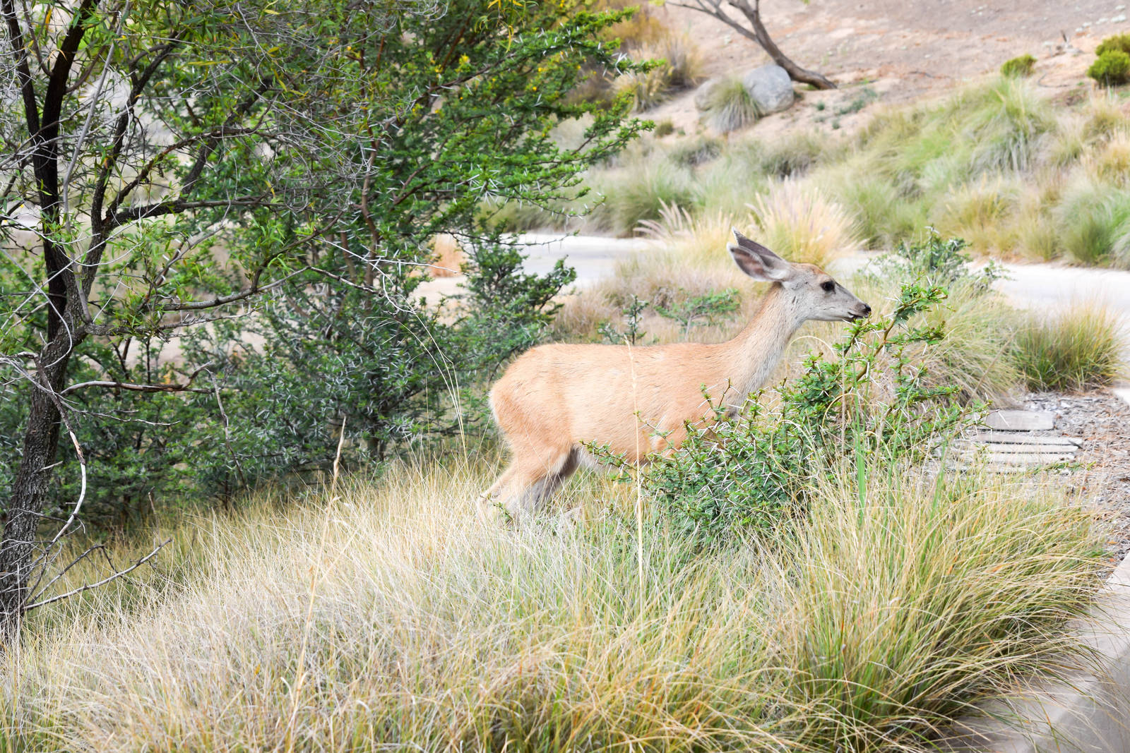 African Tram Animals