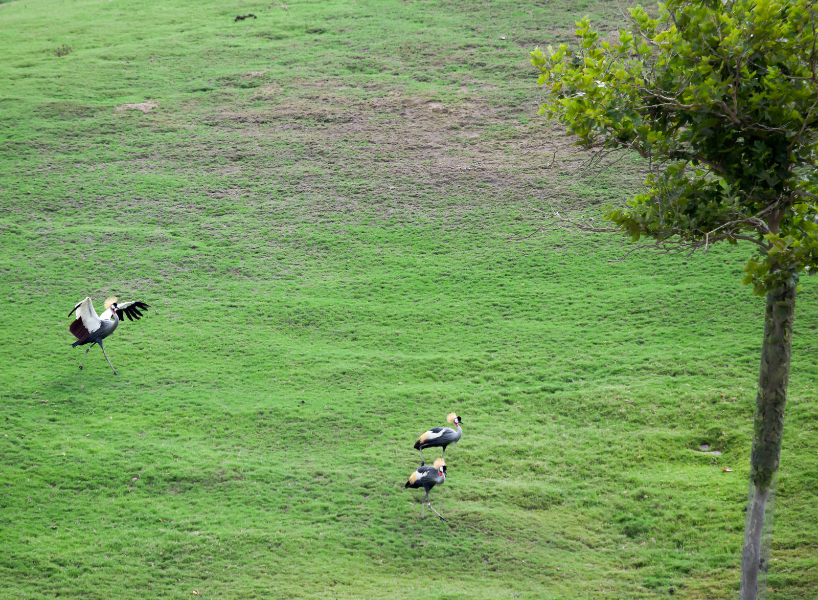 African Tram Animals