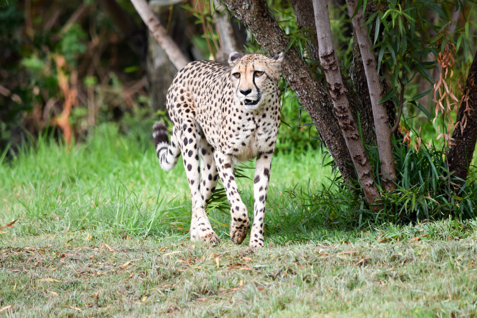 African Tram Animals
