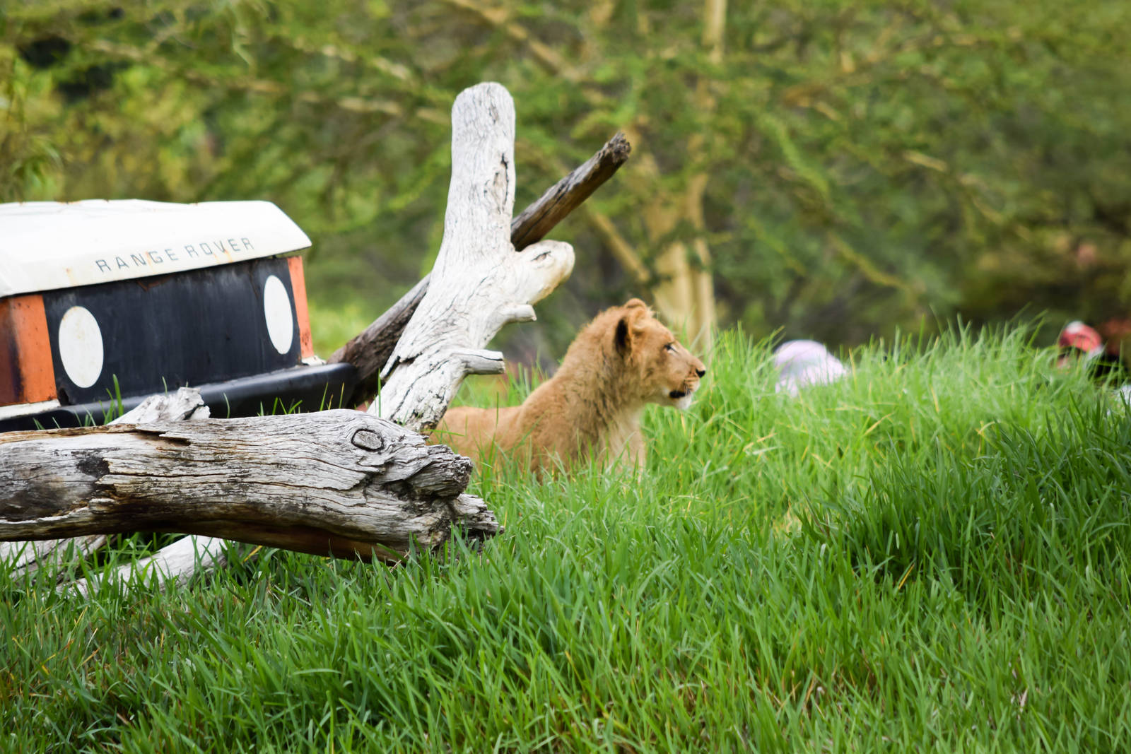 African Tram Animals