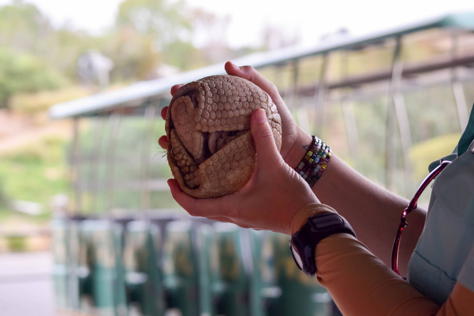 African Tram Animals