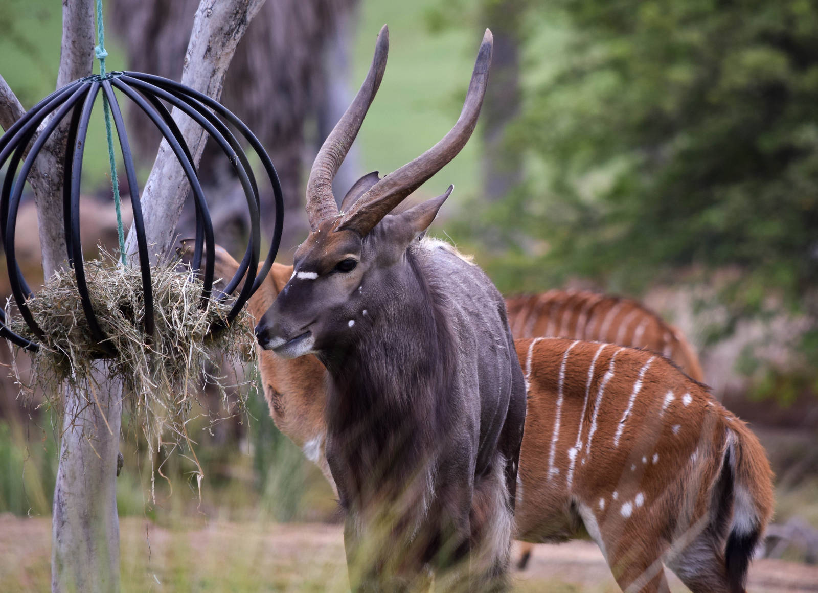 African Tram Animals