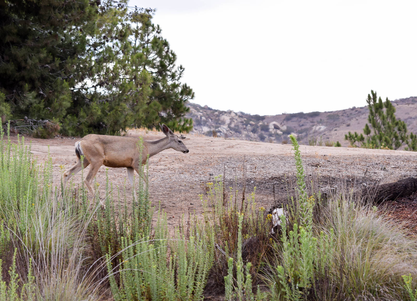 African Tram Animals