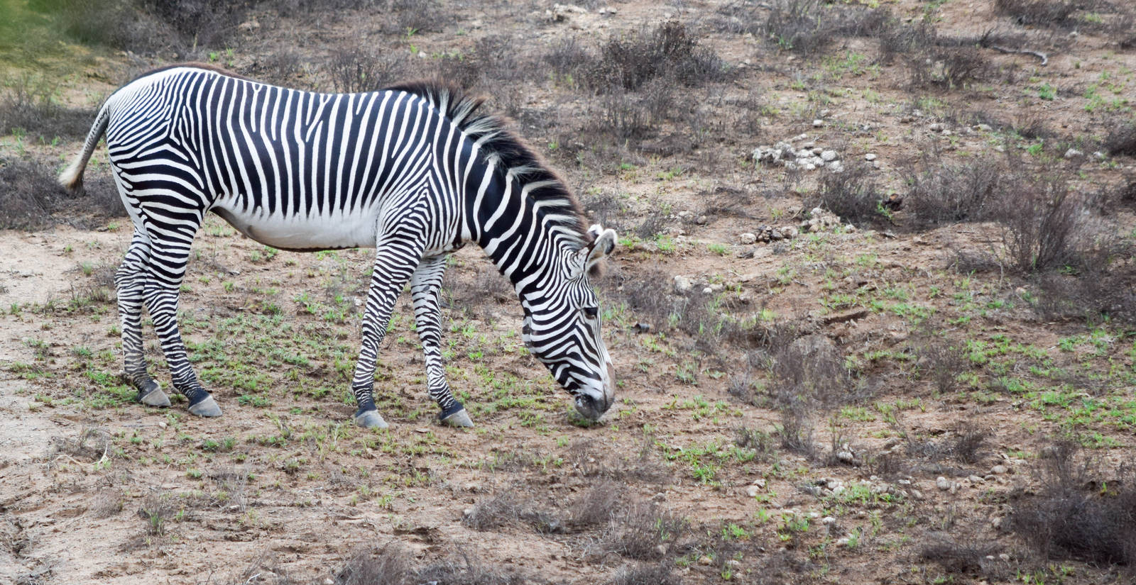African Tram Animals