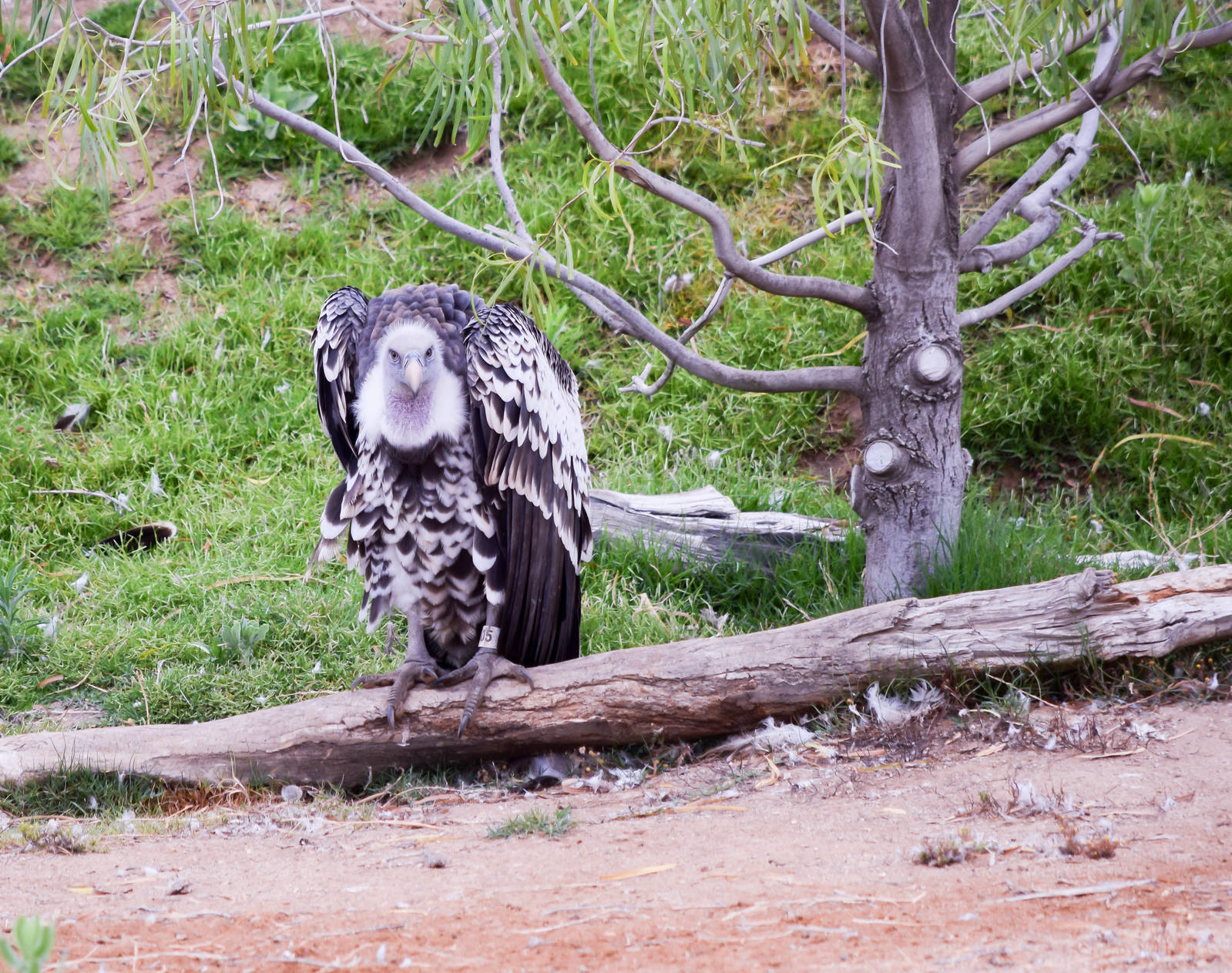 African Tram Animals