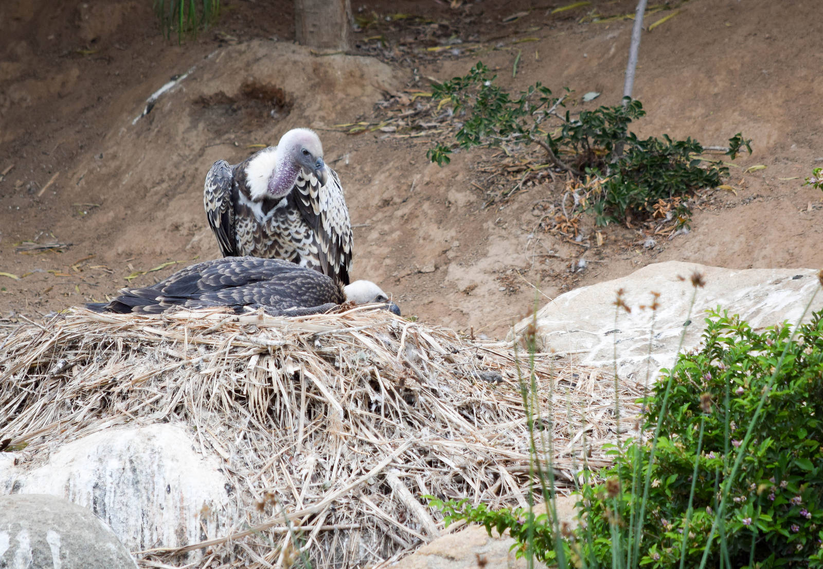 African Tram Animals