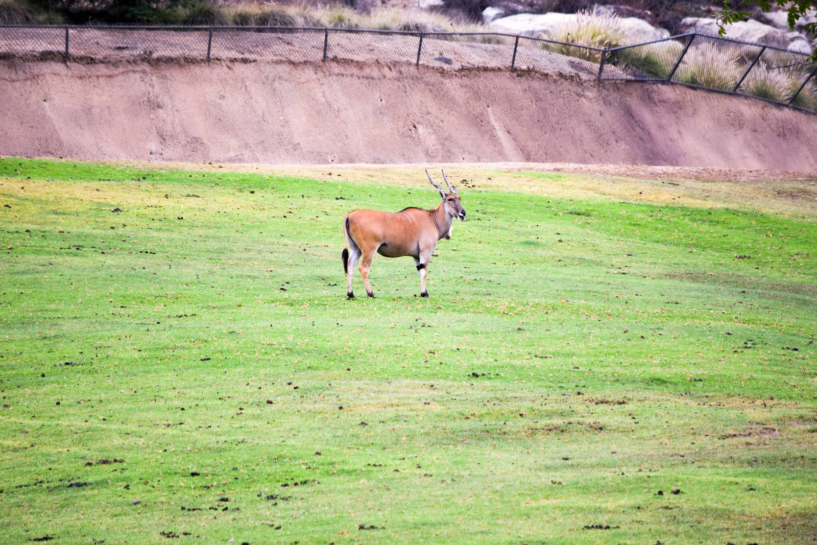 African Tram Animals