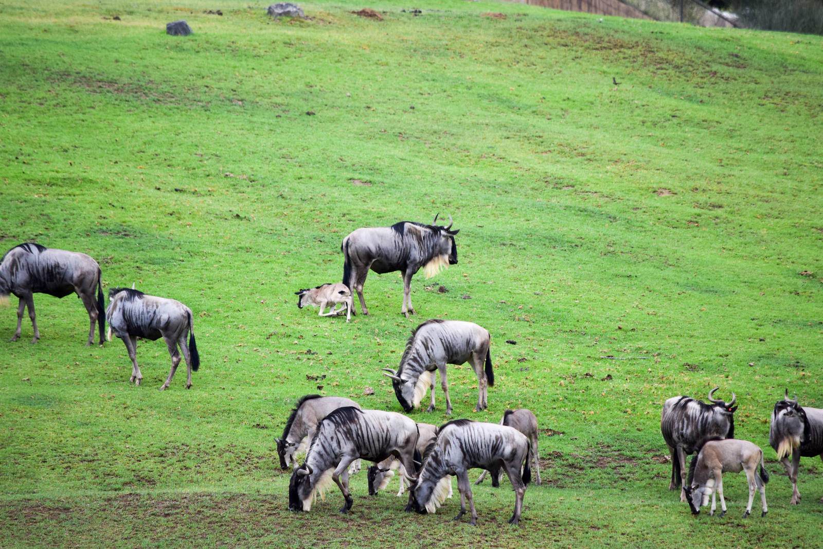 African Tram Animals