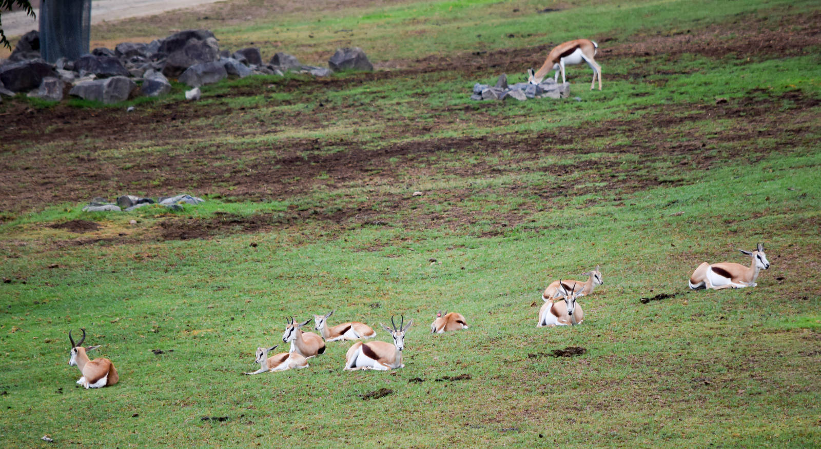 African Tram Animals