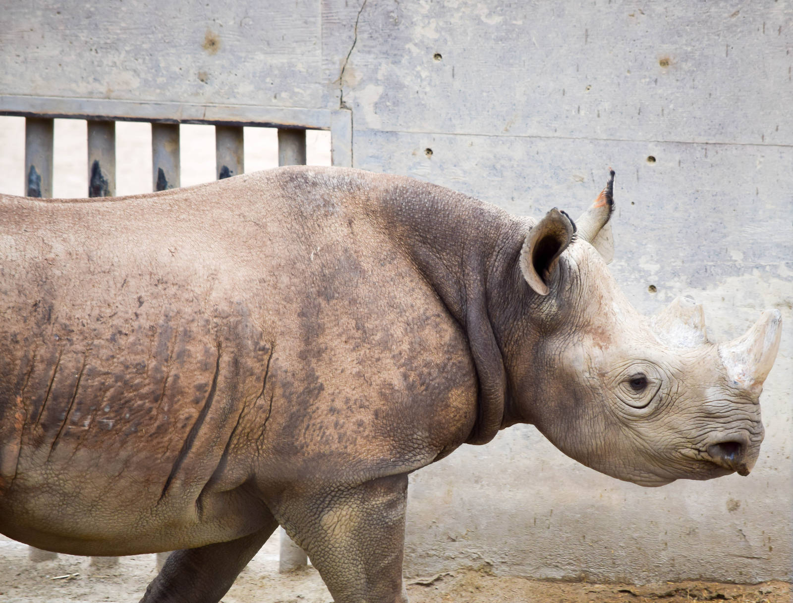 African Tram Animals