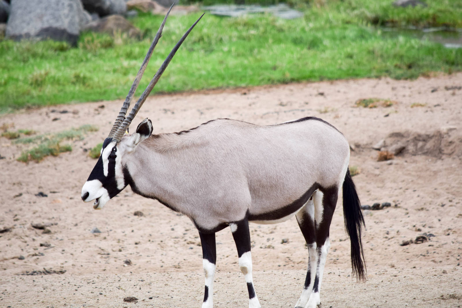African Tram Animals