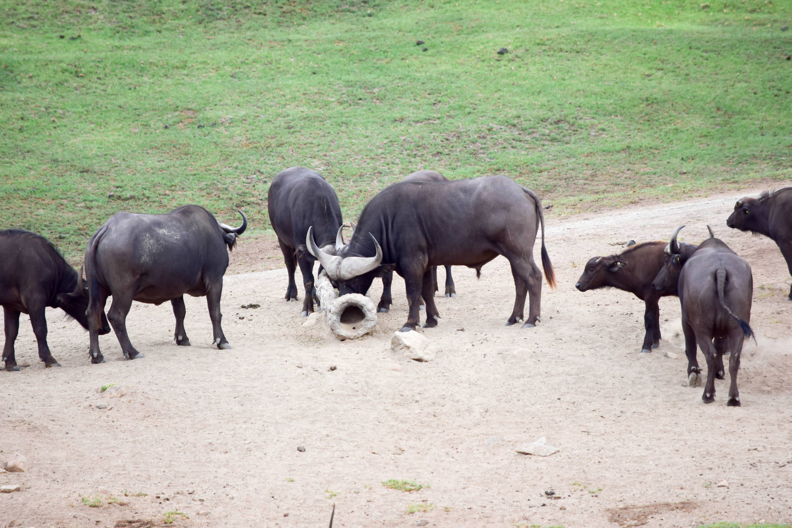 African Tram Animals