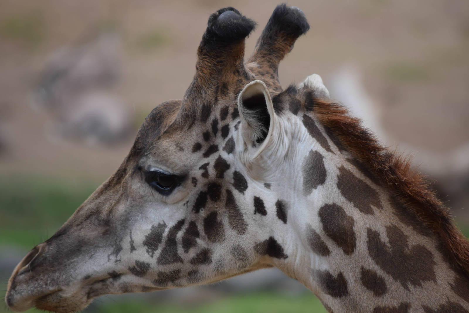 African Tram Animals
