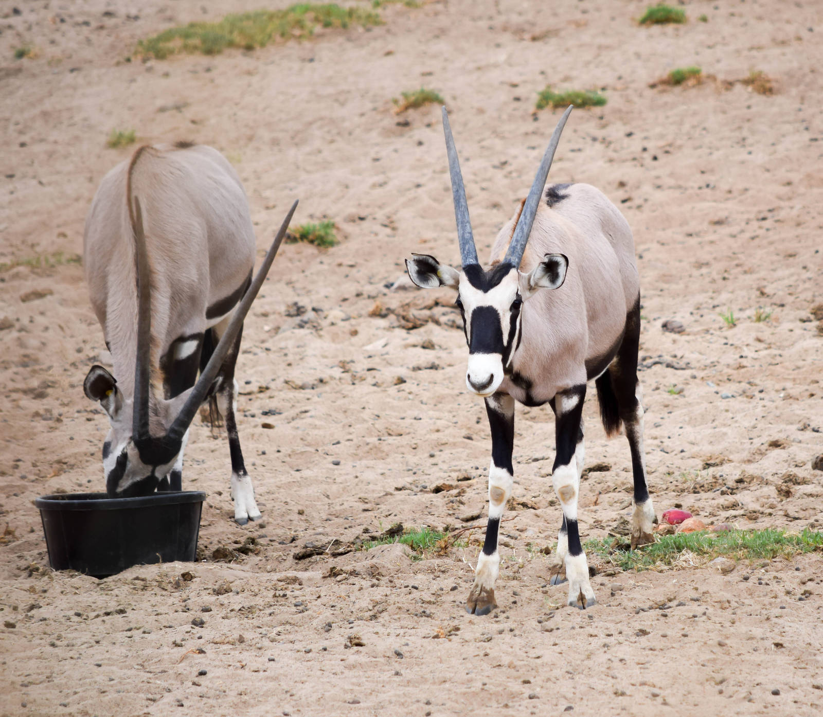 African Tram Animals