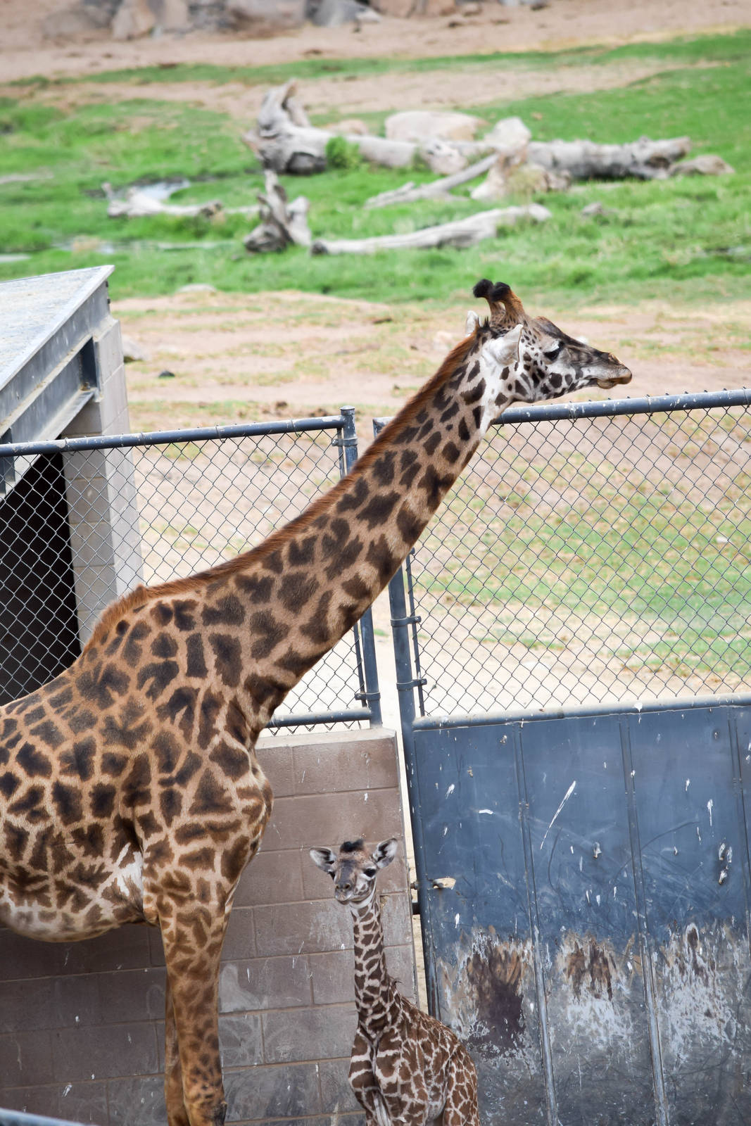 African Tram Animals