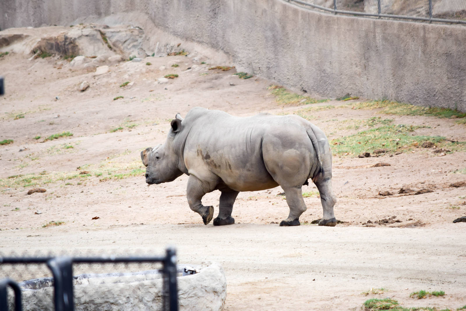 African Tram Animals