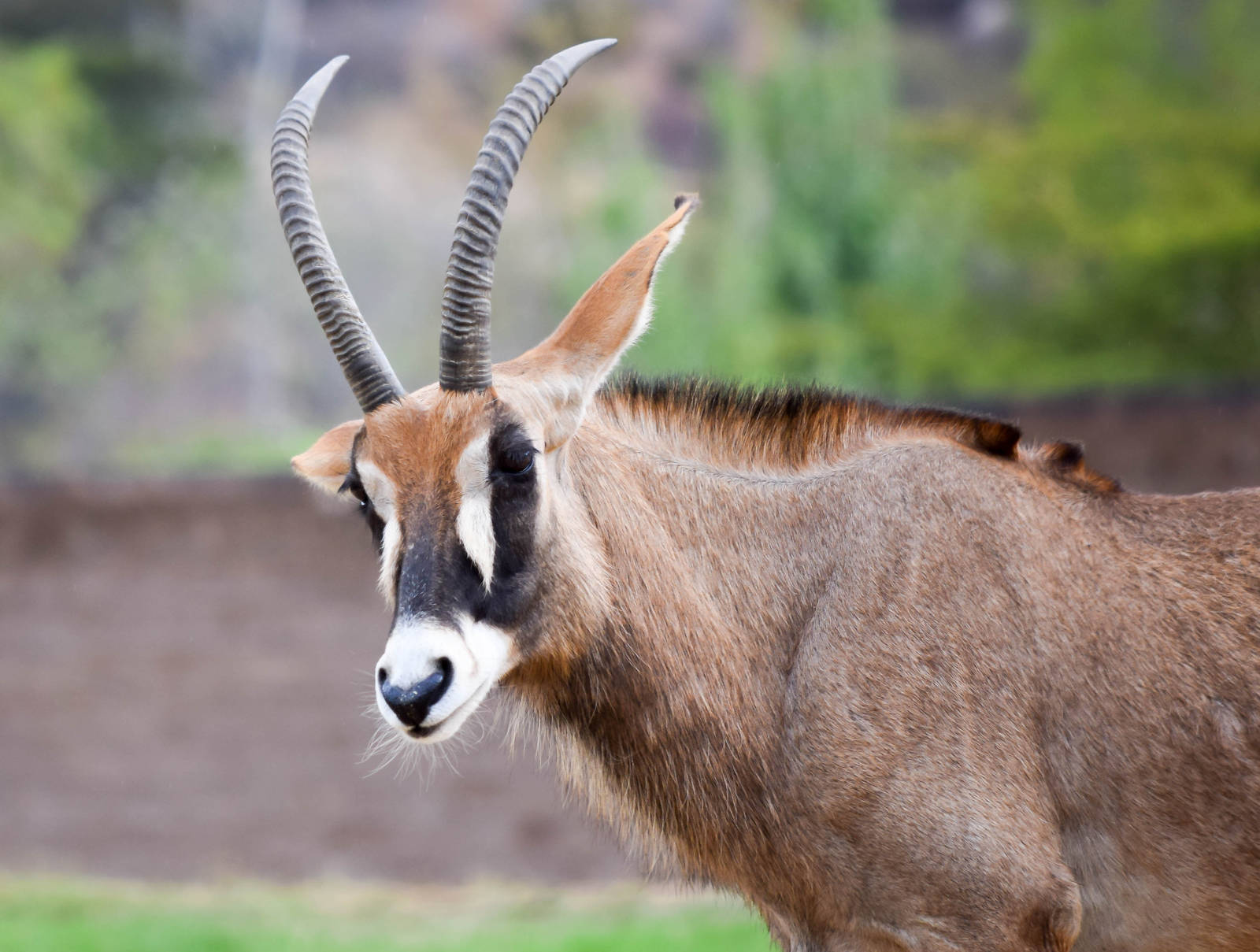 African Tram Animals