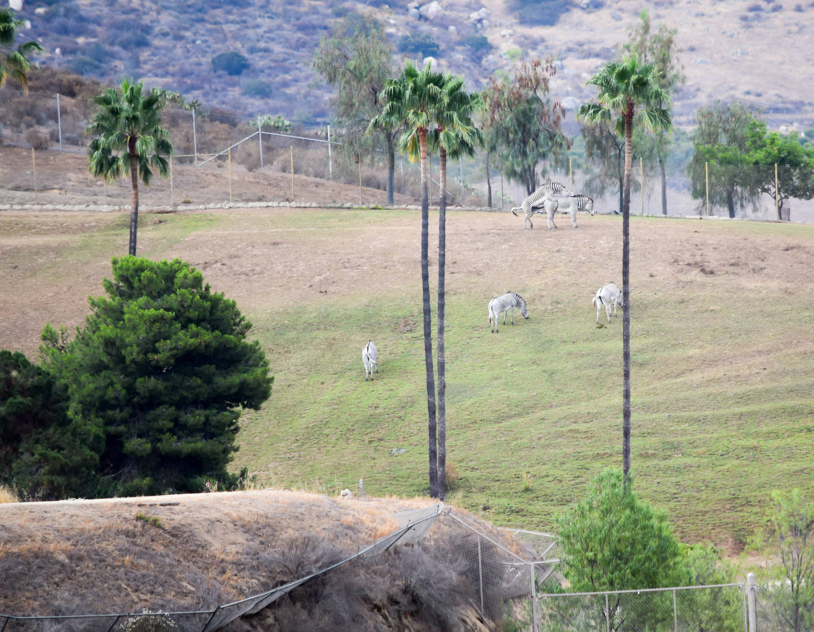 African Tram Animals
